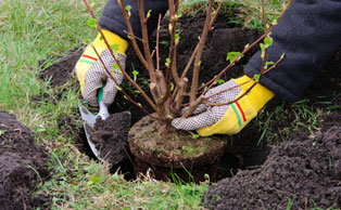 Planting